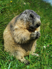 Świstak spotkany na końcu Grossglockner Hochalpenstraße