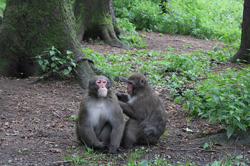 Japanese macaque 
