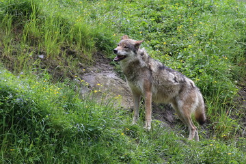 Wolf in der Wildnis.