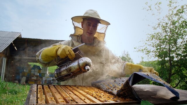 The beekeeper opens the hives and checks the frames with honey.