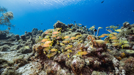 School of Grunts in coral reef of Caribbean Sea, Curacao