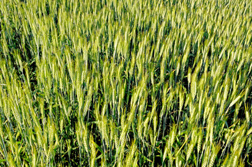 Ripening crop of wheat growing in a field