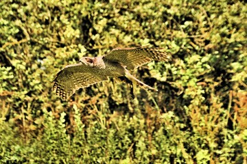 A Goshawk in flight