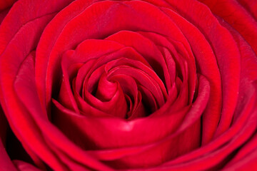 close up of red rose petals