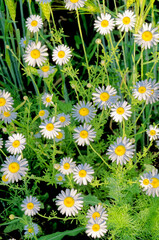 Fototapeta premium Wilde vegetations in garden