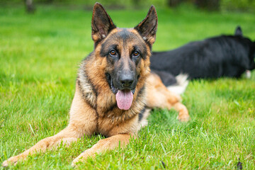 Dog having great time on a green grass, early spring day