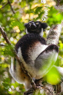 A Noble Lemur Surveys his Territory