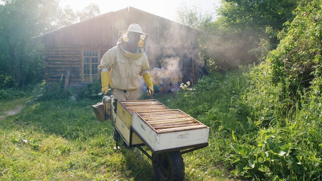 The beekeeper opens the hives and checks the frames with honey.