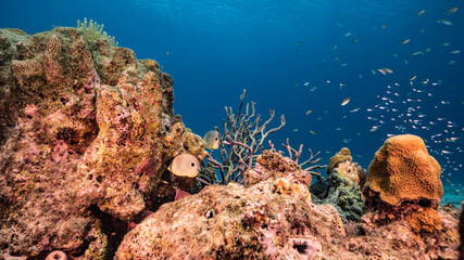 Foureye Butterflyfish in coral reef of Caribbean Sea, Curacao