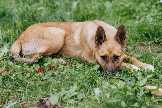 Dog getting lost outdoor
