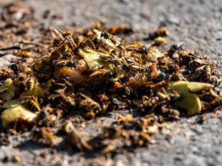 many wasps on the road, close-up