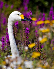 portrait of a Bewicks Swan in a wetland in England