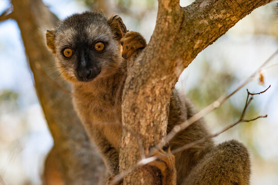A Lemur Surveying his Territory