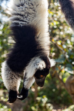 A Large Lemur Hangs Upside Down