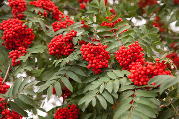 Rowan bunches on a branch. Ripe red berries. Wild berries on the tree.