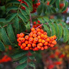 Rowan bunches on a branch. Ripe red berries. Wild berries on the tree.