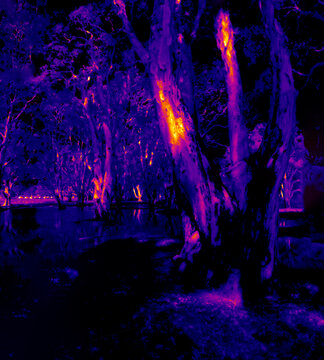 Thermal image of heating effects on tree and plant temperatures under climate change