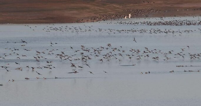 vol de canards au dessus de l'eau