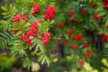 Rowan berries on rowan tree. Sorbus aucuparia.
