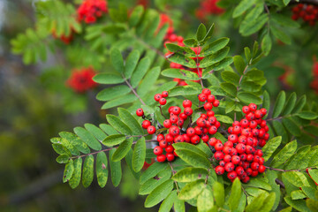 Rowan berries on rowan tree. Sorbus aucuparia.