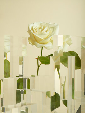 Rose refeacted