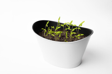 Side view of a white pot with tomato small sprouts.