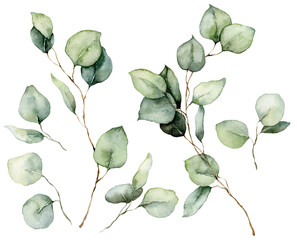 Watercolor floral set of eucalyptus seeds, leaves and branches. Hand painted silver dollar eucalyptus isolated on white background. Illustration for design, print, fabric or background. © yuliya_derbisheva