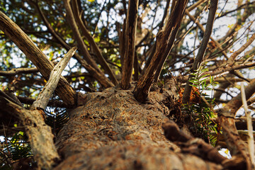 View from the bottom of the tree. Young branches in Spring time. Tree crown.
