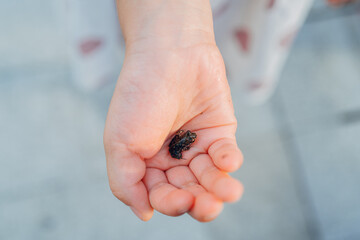 tiny frog on hand