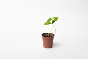 Photo of a baby plant in a small brown plastic pot over white background.