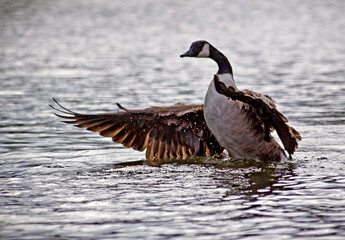 action shot of a Canada geese  taking a swim in a pond