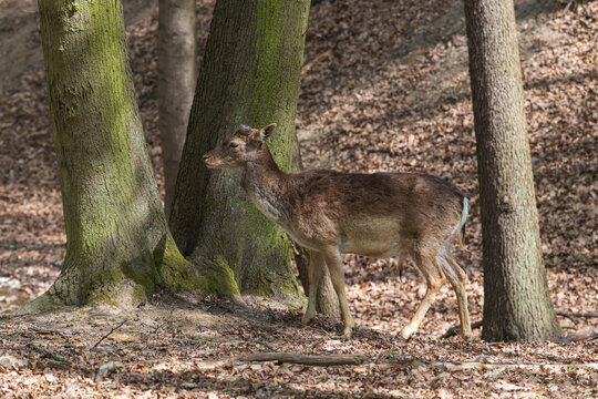 European fallow deer - Dama dama grazes in a deciduous forest. Wild photo.