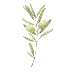 Olive branch. Watercolor drawing. The isolated object on a white background.