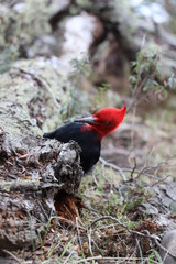 Woodpecker in sight, Ushuaia.