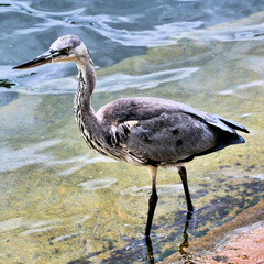 A close up of a Juvenile Heron