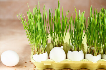 Green wheat sprouts. Easter decorations. Easter egg. Spring composition. Natural Easter eggs with wheat grass. Stylish Rural still life. Zero waste concept