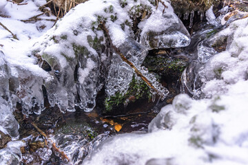 Iced Grass Plants Under Ice And Snow