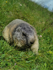 świstak w naturalnym środowisku. © Michael