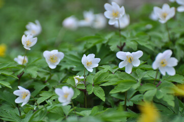In the wild bloom early spring perennial plant Anemone nemorosa