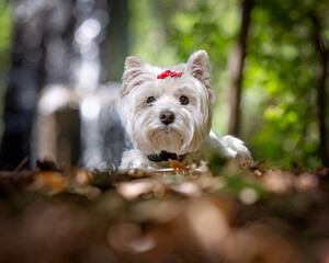cute west highland terrier outside in the summer
