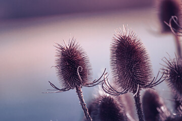 Heads of Teasels in purple shade of background.