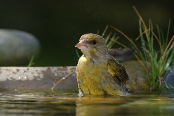 The European Greenfinch (Chloris chloris) in the water while swimming. Czechia. Europe. 