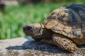 Closeup of a tortoise, animal portrait, blurry background, copy space