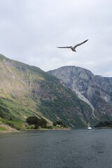Fototapeta premium norway