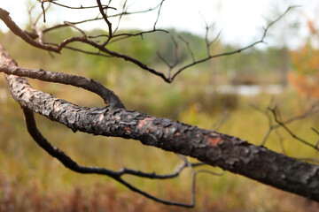 A branch of a pine tree, burnt after a forest fire.