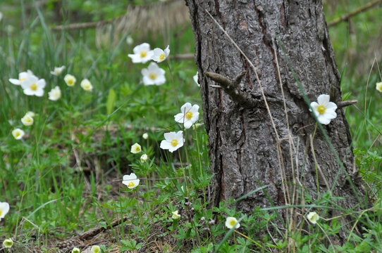 In the wild, Anemone sylvestris blooms in the forest