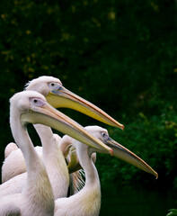 close up shot of group of pink pelicans in a zoo.