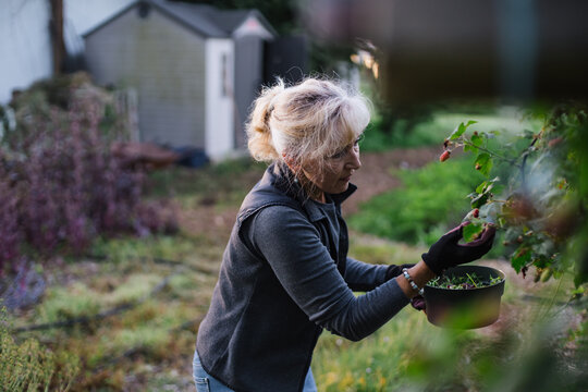 Healthy, vibrant mature woman picking tayberries in the garden