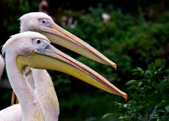 close up shot of group of pink pelicans in a zoo.