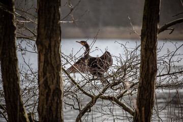 Cormorant spread wings among the trees above the reed-collared lake